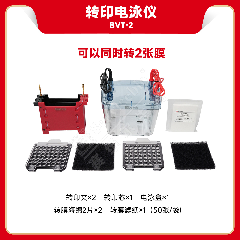 赛维尔 Servicebio BVT-2 转印电泳仪