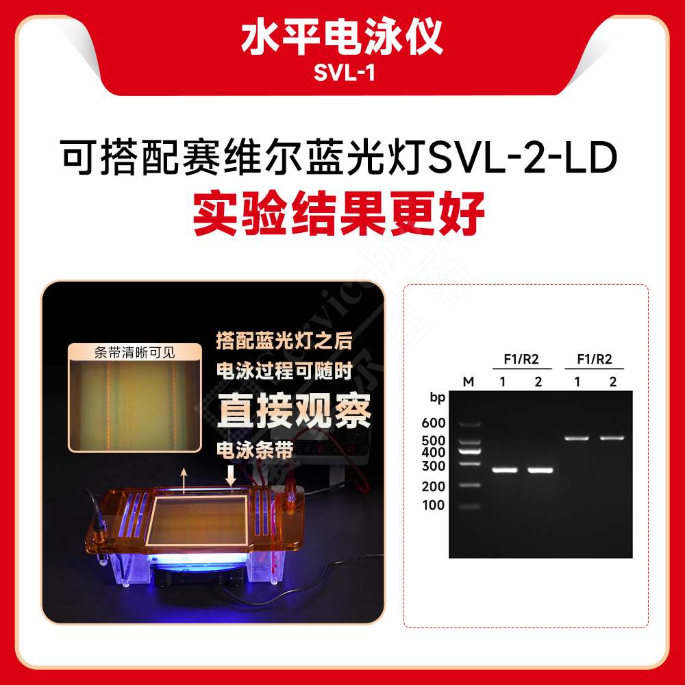 赛维尔 Servicebio SVL-1 水平电泳仪