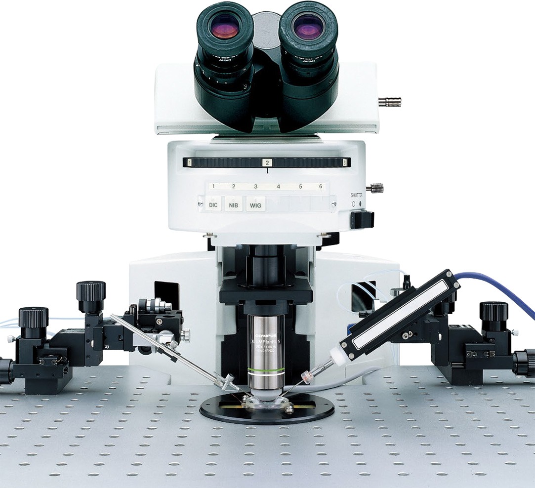 奥林巴斯膜片钳正置显微镜BX51WI